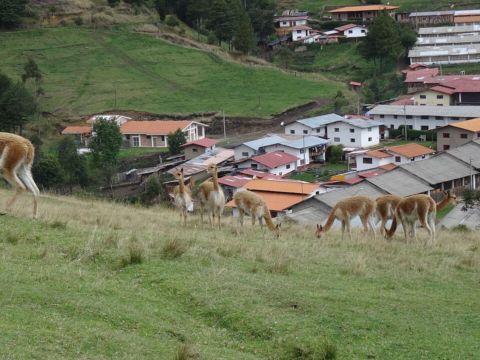 Vicunas grazing on a slope above the red roofs of the Porcón cooperative