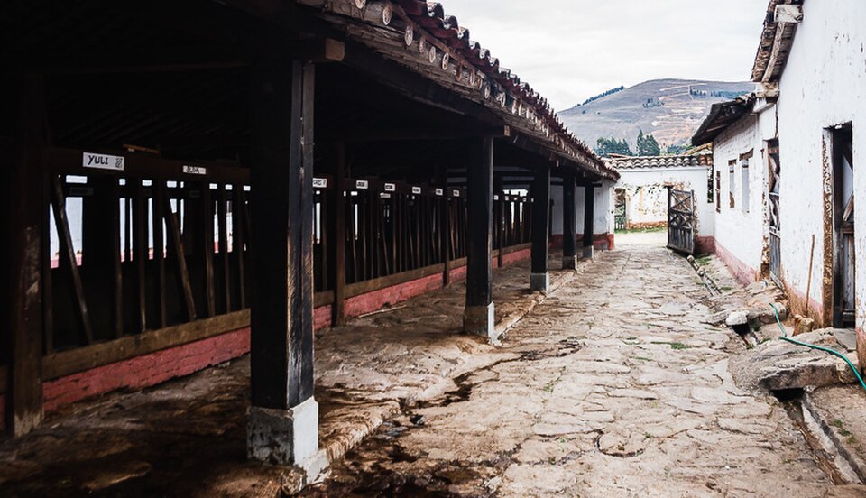 The long open-sided milking shed at La Colpa, its tiled roof carried on a row of wooden posts